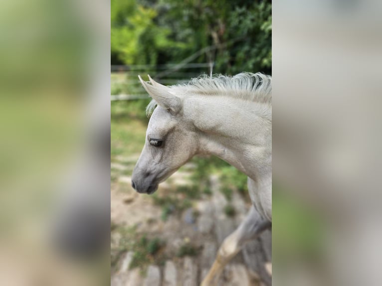 Halbaraber Mix Hengst 2 Jahre 131 cm Schimmel in Visz