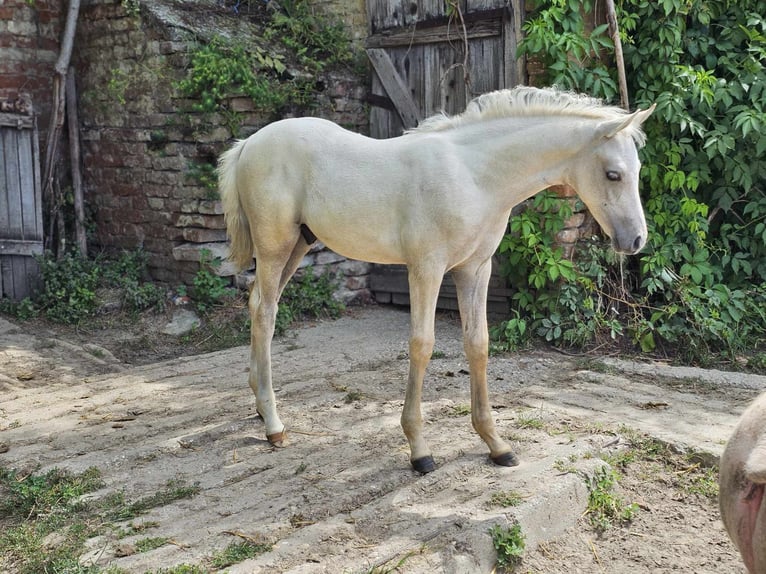 Halbaraber Mix Hengst 2 Jahre 131 cm Schimmel in Visz