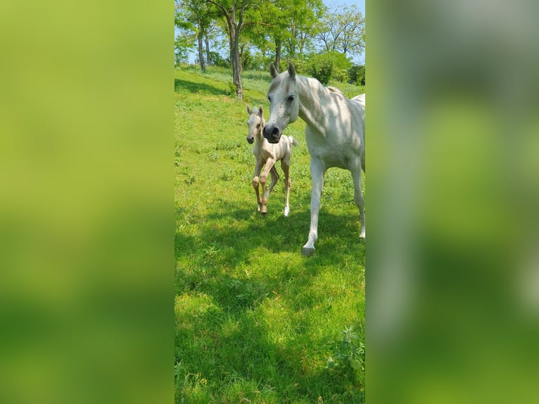 Halbaraber Mix Hengst 2 Jahre 131 cm Schimmel in Visz