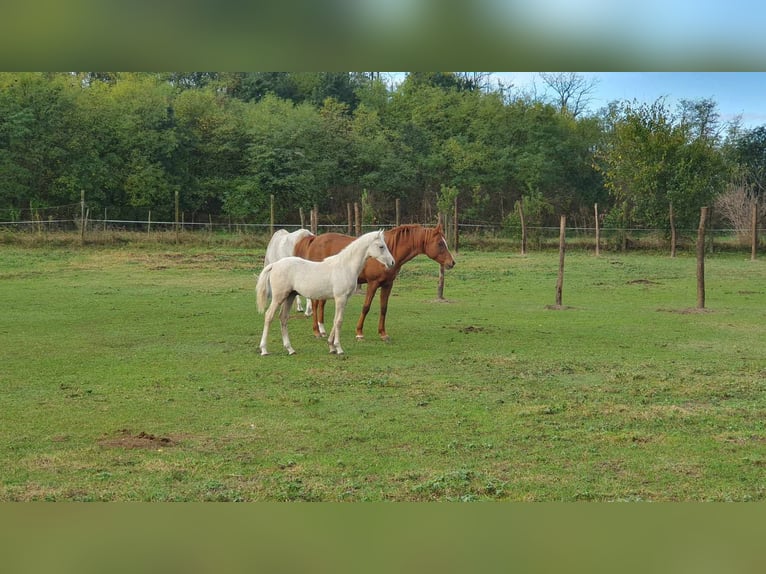 Halbaraber Mix Hengst 2 Jahre 131 cm Schimmel in Visz