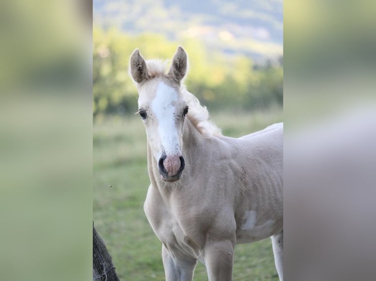 Halbaraber Hengst 2 Jahre 148 cm Palomino in Bonnut