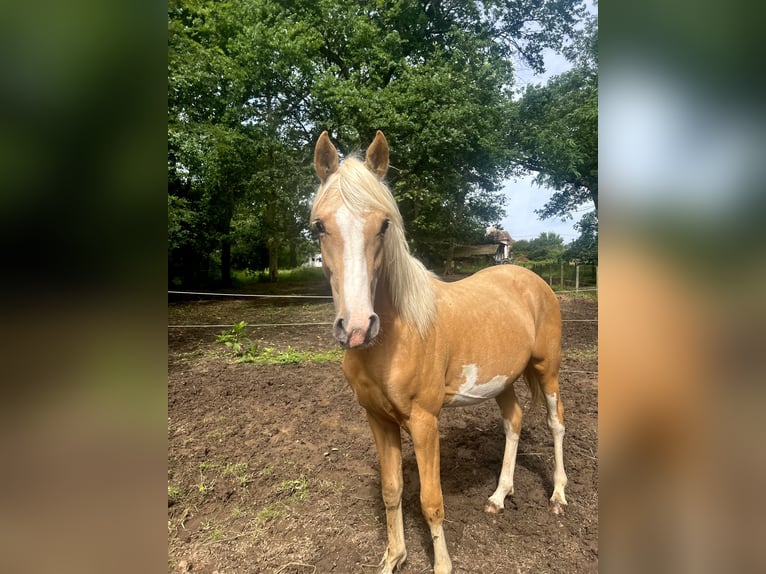 Halbaraber Hengst 2 Jahre 148 cm Palomino in Bonnut