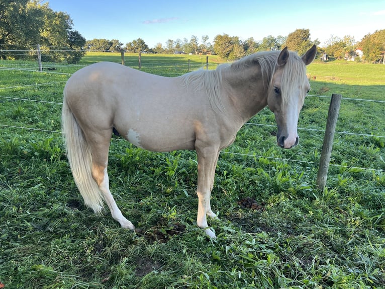 Halbaraber Hengst 2 Jahre 148 cm Palomino in Bonnut