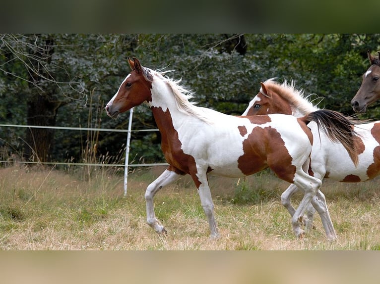 Halbaraber Hengst 2 Jahre 150 cm Tobiano-alle-Farben in GOVEN