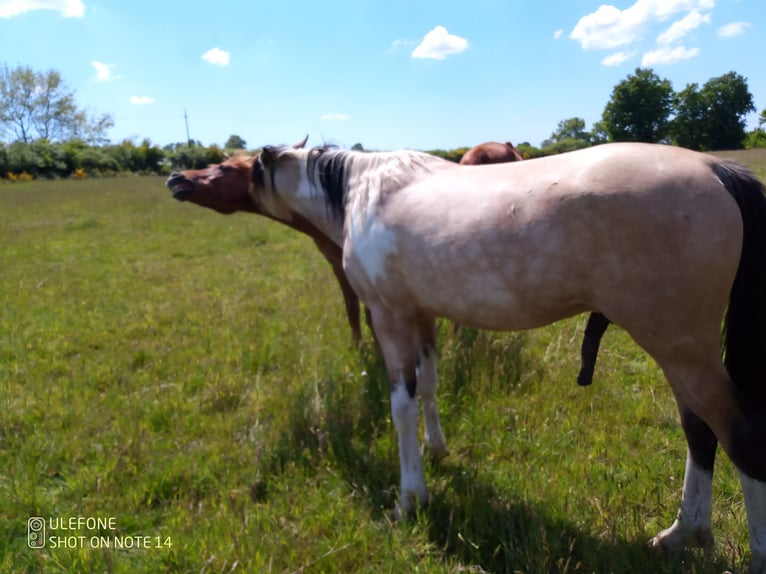 Halbaraber Hengst 2 Jahre 153 cm Tobiano-alle-Farben in Saint-Sylvain-dAnjou
