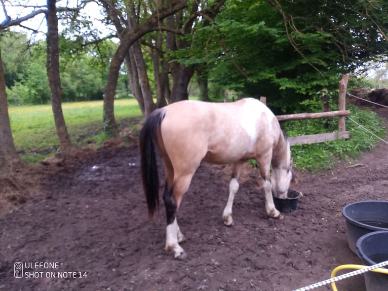 Halbaraber Hengst 2 Jahre 153 cm Tobiano-alle-Farben in Saint-Sylvain-dAnjou