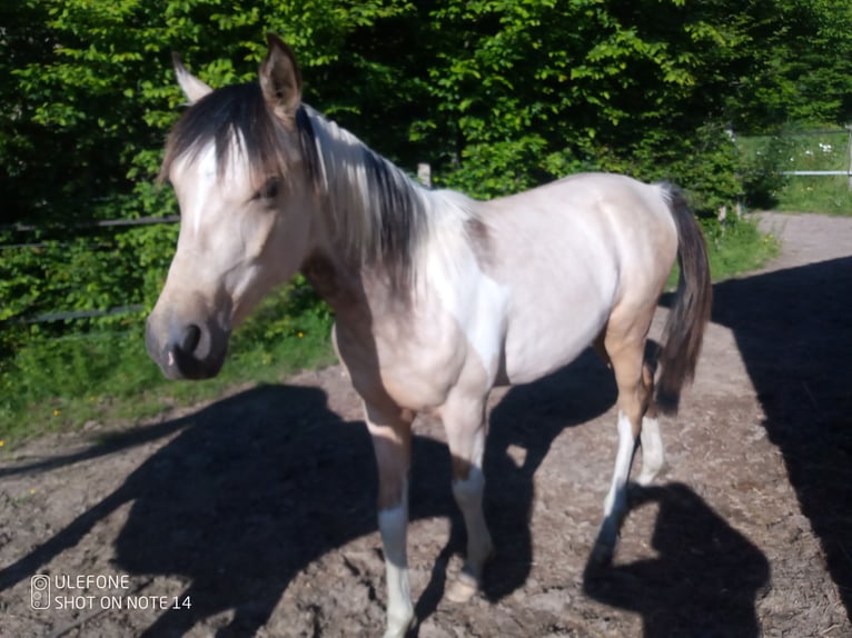 Halbaraber Hengst 2 Jahre 153 cm Tobiano-alle-Farben in Saint-Sylvain-dAnjou