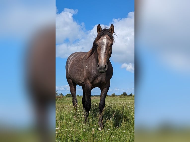 Halbaraber Hengst 2 Jahre 153 cm in Saint-Georges-d&#39;Oléron