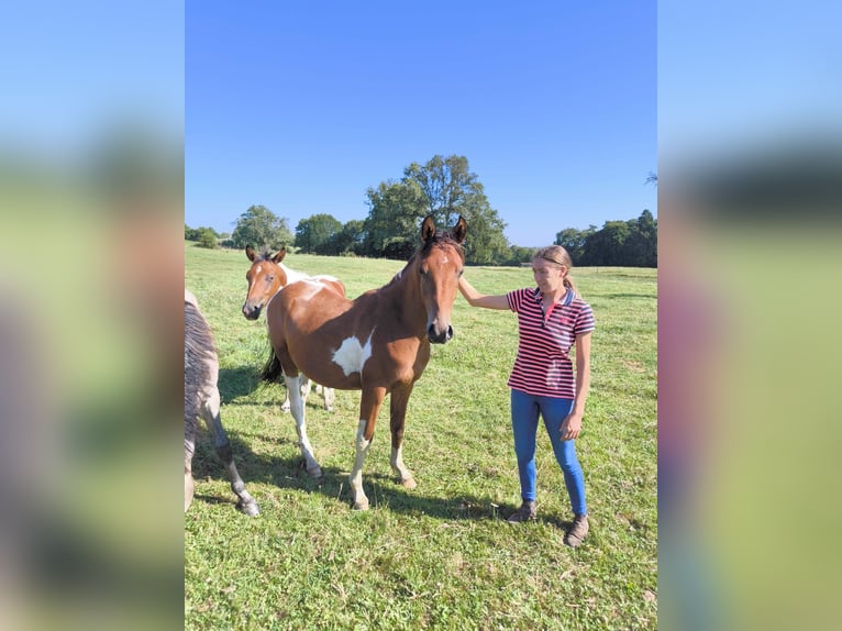 Halbaraber Hengst 3 Jahre 155 cm Tobiano-alle-Farben in Saint-Martial-Entraygues