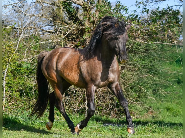 Halbaraber Hengst 4 Jahre 154 cm Grullo in Férel