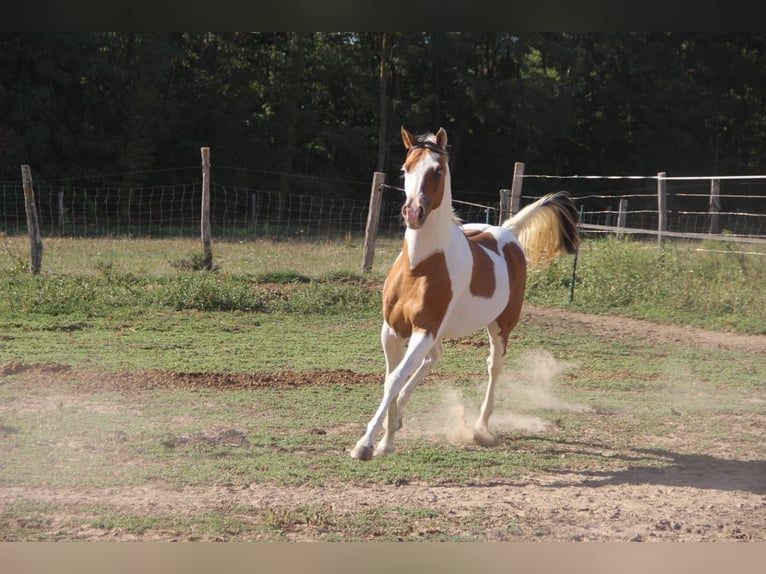 Halbaraber Hengst 4 Jahre 158 cm Tovero-alle-Farben in Saint-André-d'Huiriat