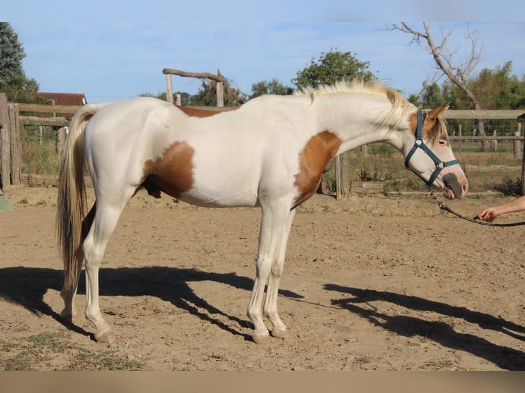 Halbaraber Hengst 4 Jahre 158 cm Tovero-alle-Farben in Saint-André-d'Huiriat