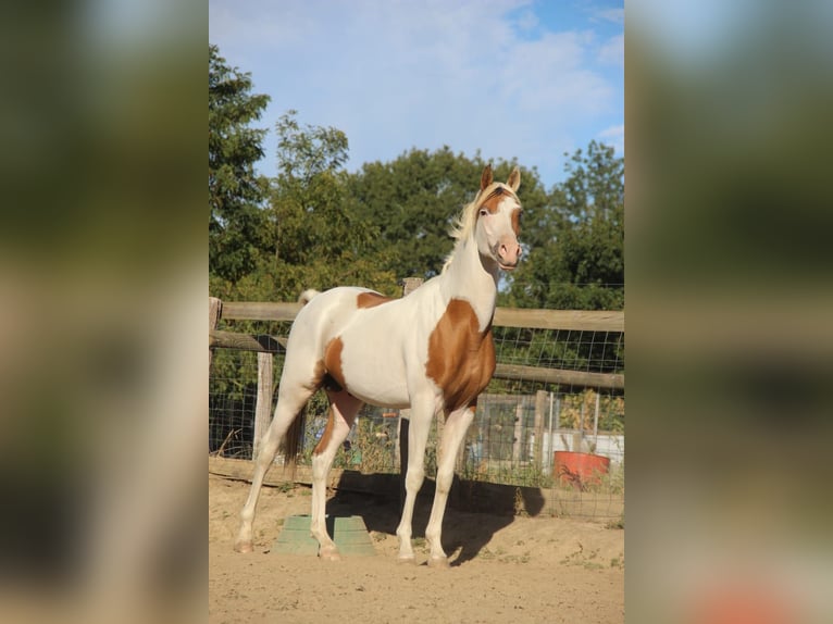 Halbaraber Hengst 4 Jahre 158 cm Tovero-alle-Farben in Saint-André-d'Huiriat