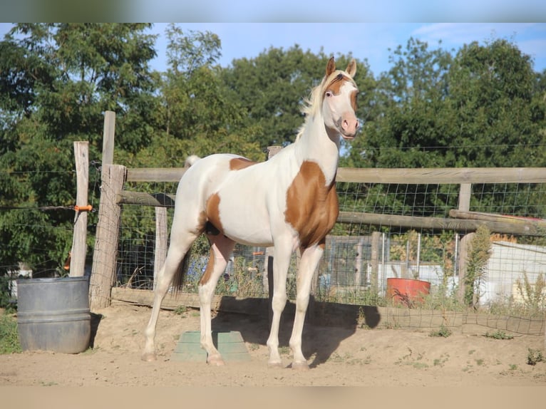 Halbaraber Hengst 4 Jahre 158 cm Tovero-alle-Farben in Saint-André-d'Huiriat