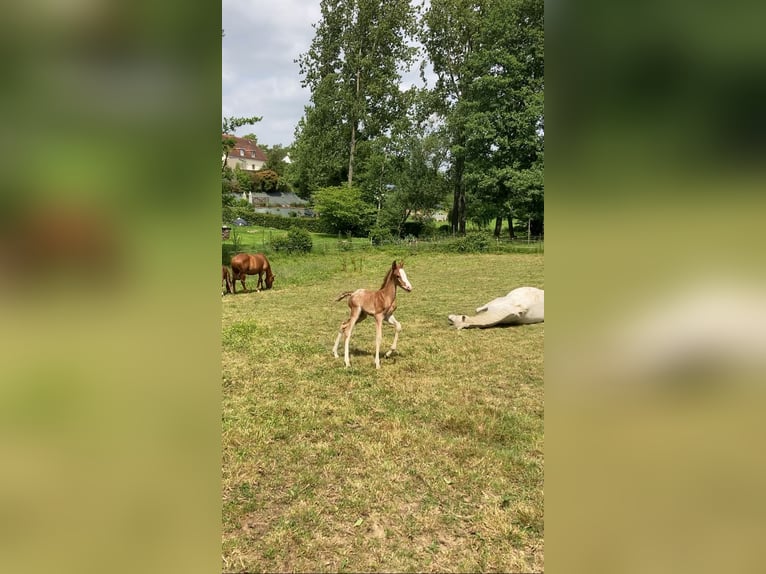 Halbaraber Hengst  Tigerschecke in Vire