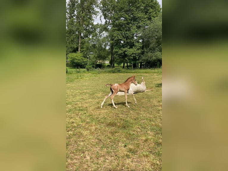 Halbaraber Hengst  Tigerschecke in Vire
