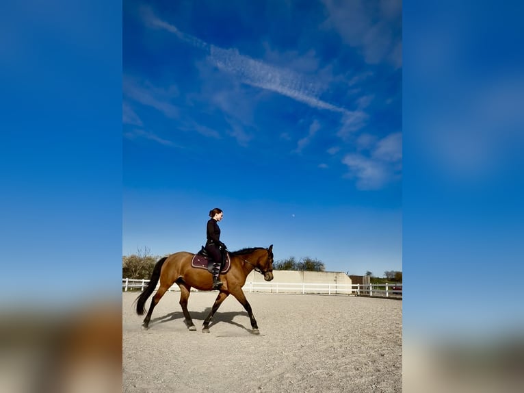 Halbaraber Mix Stute 10 Jahre 147 cm Brauner in Nürtingen