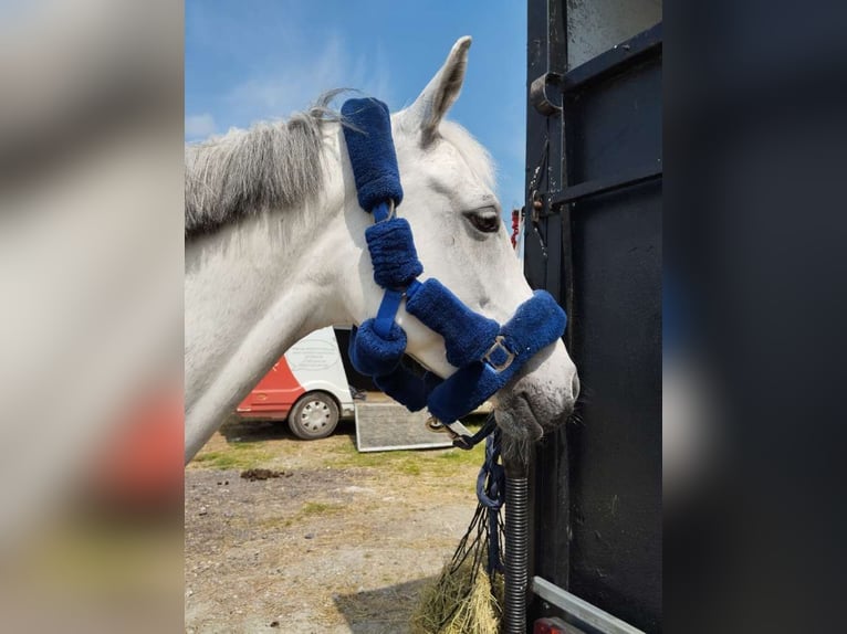 Halbaraber Stute 12 Jahre 146 cm Schimmel in Lignières