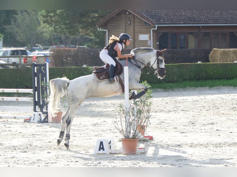 Halbaraber Stute 12 Jahre 146 cm Schimmel in Lignières