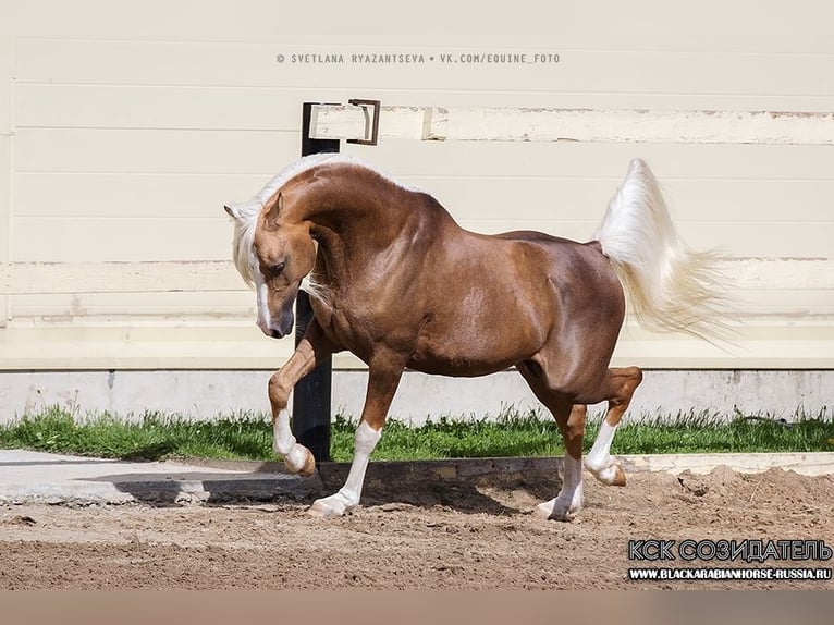 Halbaraber Stute 12 Jahre 150 cm Cremello in Villars-les-Dombes