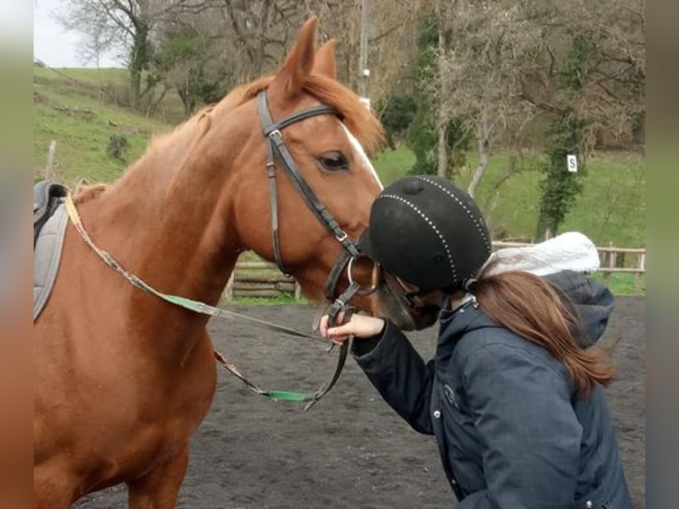 Halbaraber Mix Stute 12 Jahre 155 cm Fuchs in saint Gervazy