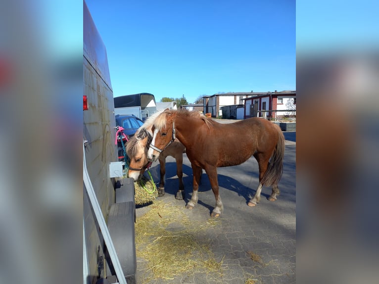 Halbaraber Stute 13 Jahre 137 cm Fuchs in Dortmund