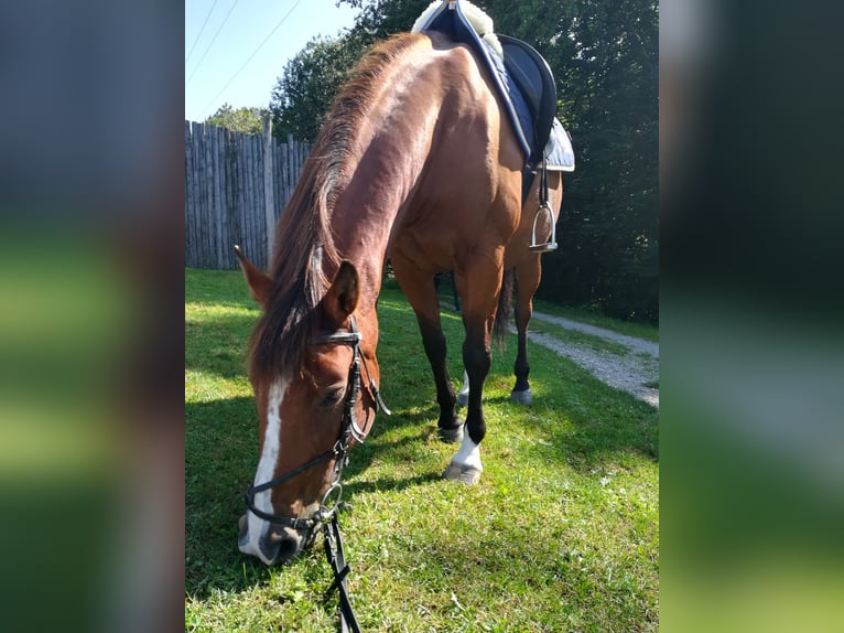 Halbaraber Stute 16 Jahre 152 cm Brauner in Maria Jeutendorf