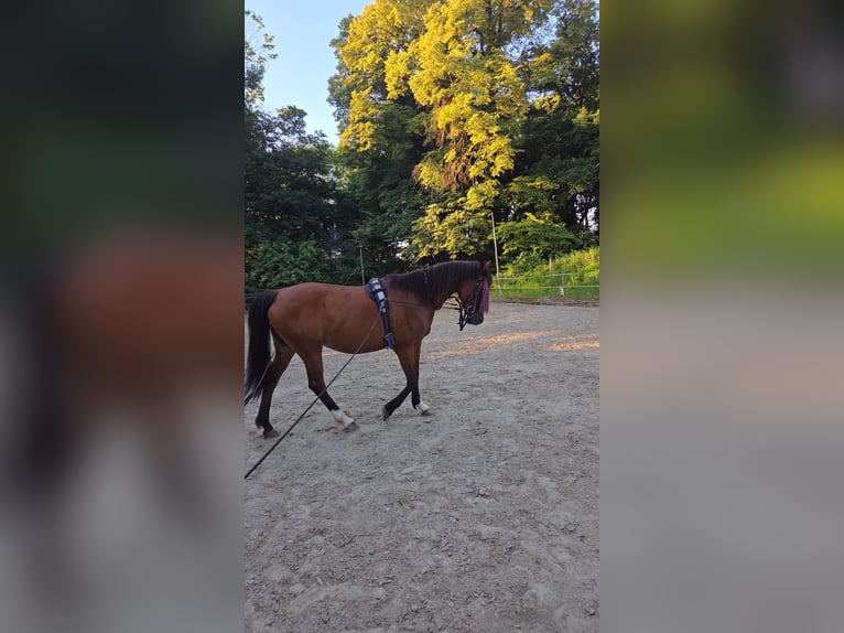 Halbaraber Stute 16 Jahre 152 cm Brauner in Maria Jeutendorf