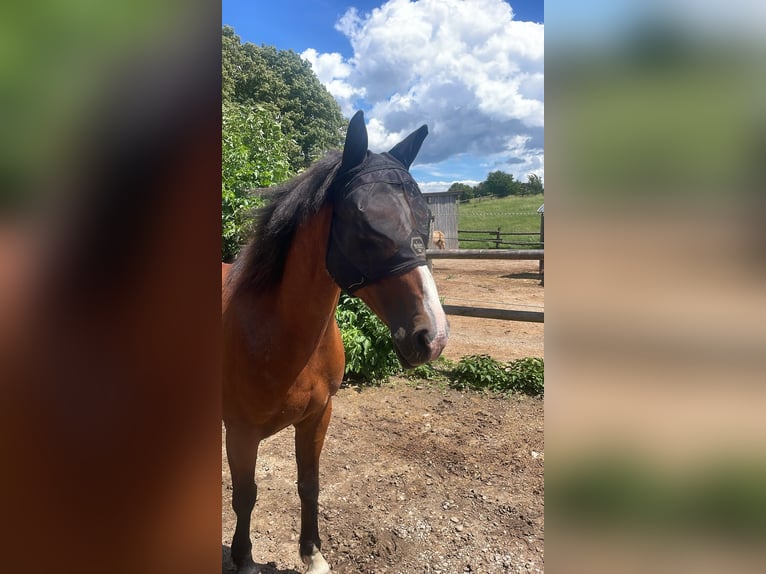 Halbaraber Stute 16 Jahre 152 cm Brauner in Maria Jeutendorf