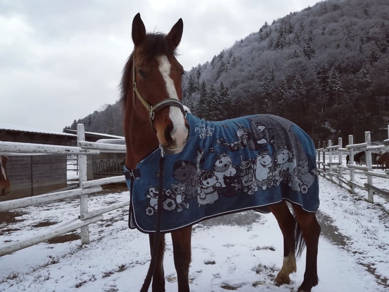 Halbaraber Stute 16 Jahre 152 cm Brauner in Maria Jeutendorf