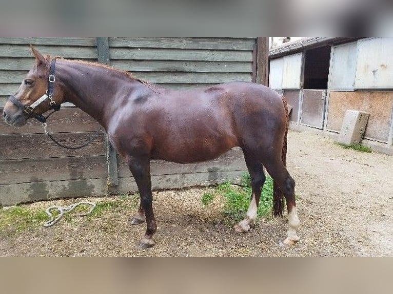 Halbaraber Mix Stute 19 Jahre 140 cm Fuchs in Winterlingen