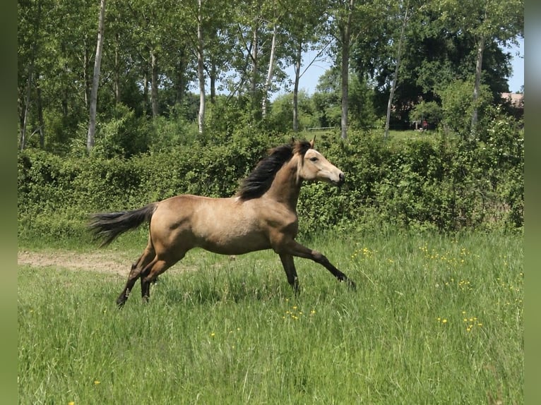 Halbaraber Stute 1 Jahr 160 cm Falbe in Domsure