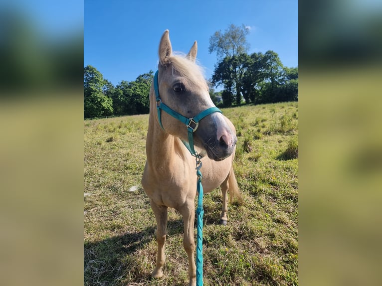 Halbaraber Stute 2 Jahre 140 cm Palomino in Pluzunet