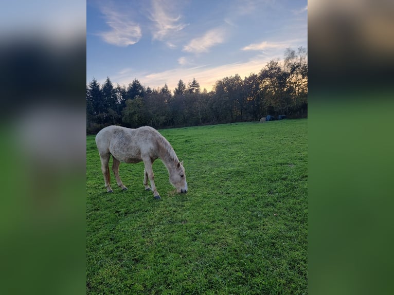 Halbaraber Stute 2 Jahre 140 cm Palomino in Pluzunet