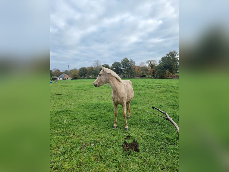 Halbaraber Stute 2 Jahre 140 cm Palomino in Pluzunet