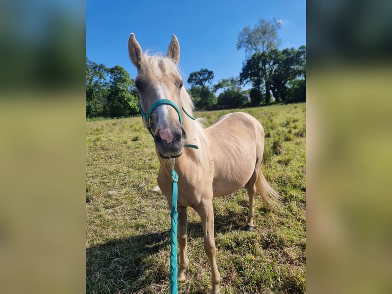 Halbaraber Stute 2 Jahre 140 cm Palomino in Pluzunet