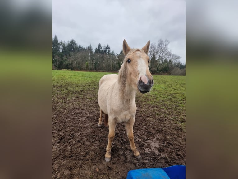 Halbaraber Stute 2 Jahre 140 cm Palomino in Pluzunet