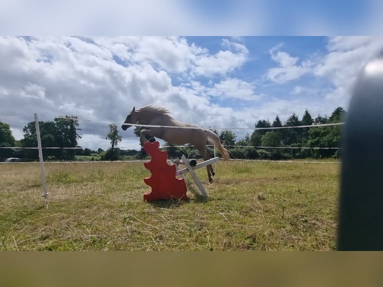 Halbaraber Stute 2 Jahre 140 cm Palomino in Pluzunet