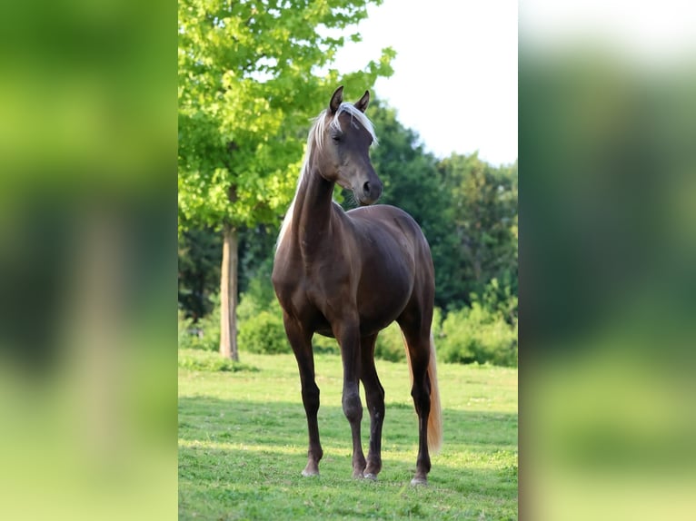 Halbaraber Stute 2 Jahre 154 cm Rappe in goven