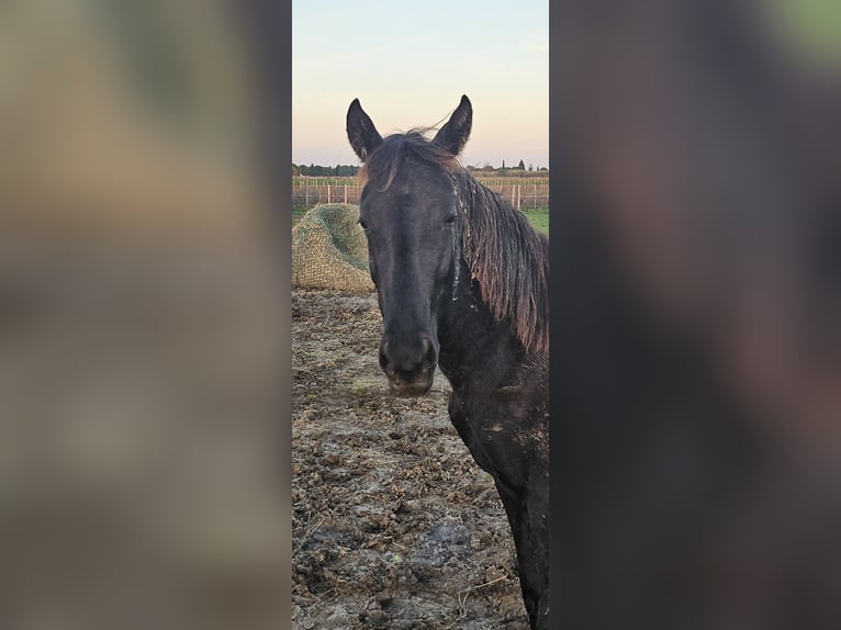 Halbaraber Stute 2 Jahre 155 cm Rappe in Mireval