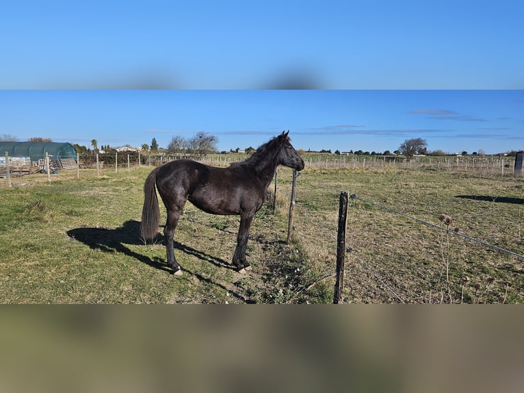 Halbaraber Stute 2 Jahre 155 cm Rappe in Mireval