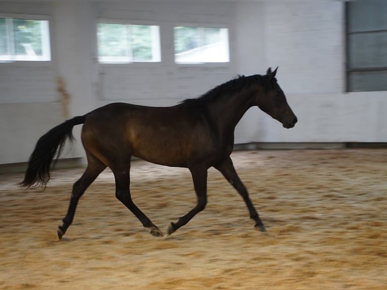 Halbaraber Stute 2 Jahre 157 cm Schwarzbrauner in Estrada, A (Casco Urbano)