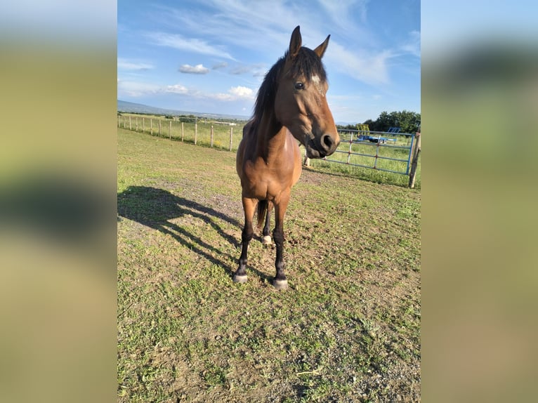 Halbaraber Stute 3 Jahre 162 cm Brauner in Viterbo