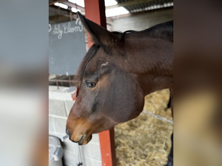 Halbaraber Stute 4 Jahre 155 cm Brauner in Biesme-sous-thuin