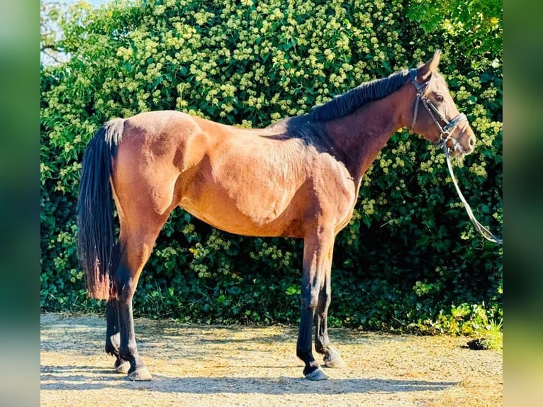 Halbaraber Stute 4 Jahre 155 cm Brauner in Biesme-sous-thuin