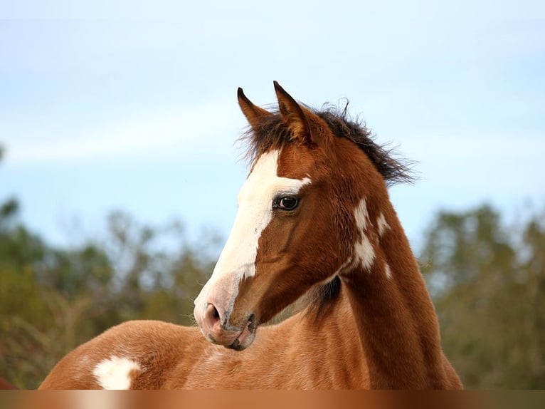 Halbaraber Stute Fohlen (01/2024) 157 cm Tobiano-alle-Farben in GOVEN