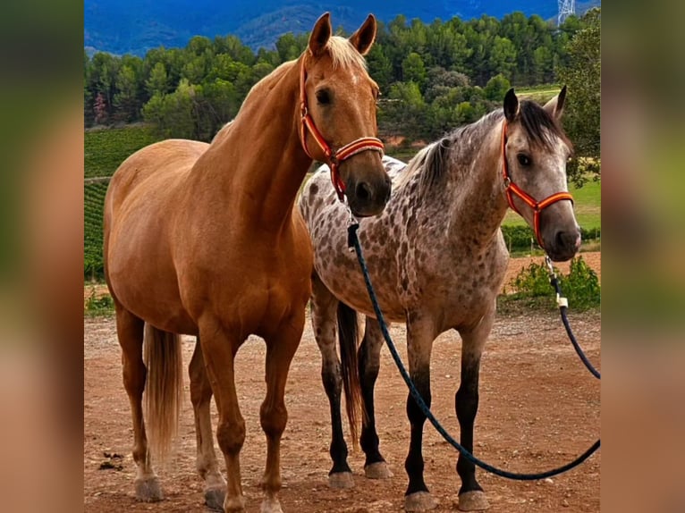 Halbaraber Mix Wallach 12 Jahre 160 cm Palomino in Vimbodi