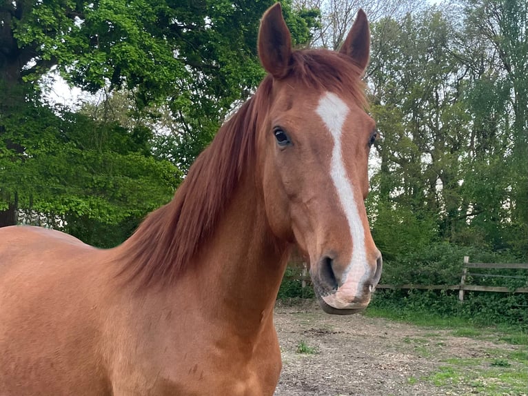 Halbaraber Mix Wallach 13 Jahre 165 cm Fuchs in Wesel