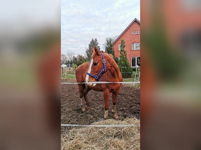 Halbaraber Mix Wallach 14 Jahre 162 cm Fuchs in Diepenau