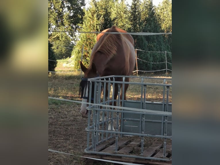 Halbaraber Mix Wallach 14 Jahre 162 cm Fuchs in Diepenau